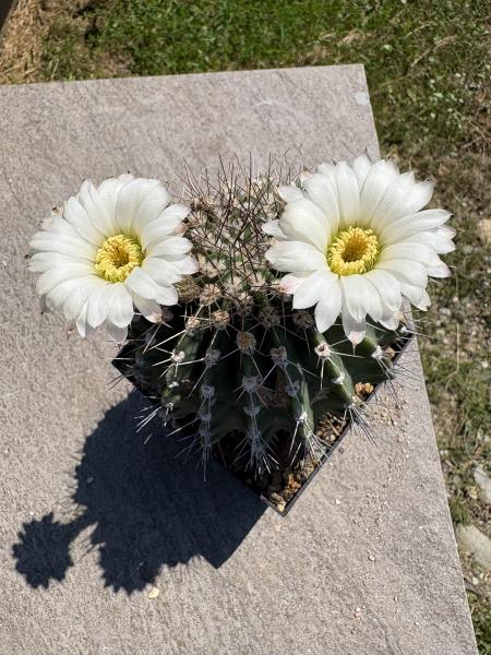 Acanthocalycium peitscherianum